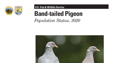 Band-tailed Pigeon Population Status, 2020