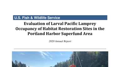 Evaluation of Larval Pacific Lamprey Occupancy of Habitat Restoration Sites in the Portland Harbor Superfund Area 2020 Annual Report