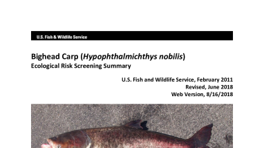 Ecological Risk Screening Summary - Bighead Carp (Hypophthalmichthys nobilis) - High Risk