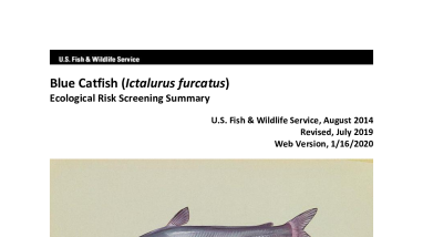 Ecological Risk Screening Summary - Blue Catfish (Ictalurus furcatus) - High Risk