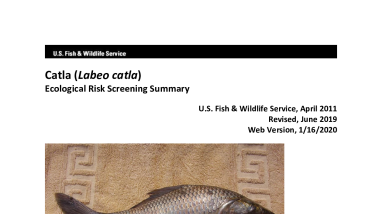 Ecological Risk Screening Summary - Catla (Labeo catla) - Uncertain Risk