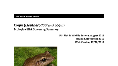 Ecological Risk Screening Summary - Coqui (Eleutherodactylus coqui) - High Risk
