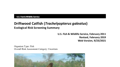 Ecological Risk Screening Summary - Driftwood Catfish (Trachelyopterus galeatus) - Uncertain Risk
