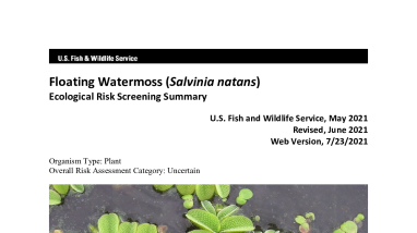 Ecological Risk Screening Summary - Floating Watermoss (Salvinia natans) - Uncertain Risk