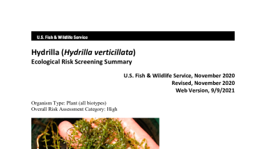 Ecological Risk Screening Summary - Hydrilla (Hydrilla verticillata) - High Risk