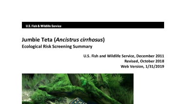 Ecological Risk Screening Summary - Jumbie Teta (Ancistrus cirrhosus) - Uncertain Risk