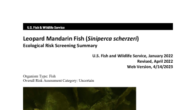 Ecological Risk Screening Summary - Leopard Mandarin Fish (Siniperca scherzeri) - Uncertain Risk