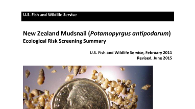 Ecological Risk Screening Summary - New Zealand Mudsnail (Potamopyrgus antipodarum) - High Risk