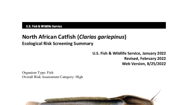 Ecological Risk Screening Summary - North African Catfish (Clarias gariepinus) - High Risk