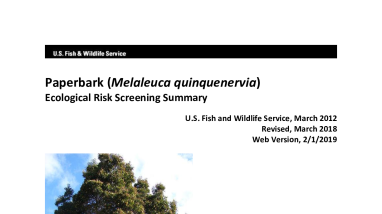 Ecological Risk Screening Summary - Paperbark (Melaleuca quinquenervia) - High Risk