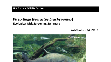 Ecological Risk Screening Summary - Pirapitinga (Piaractus brachypomus) - Uncertain Risk