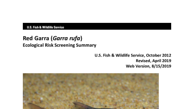 Ecological Risk Screening Summary - Red Garra (Garra rufa) - Uncertain Risk