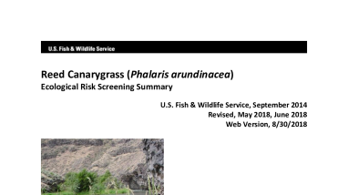 Ecological Risk Screening Summary - Reed Canarygrass (Phalaris arundinacea) - High Risk