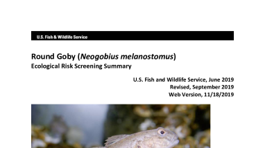 Ecological Risk Screening Summary - Round Goby (Neogobius melanostomus) - High Risk