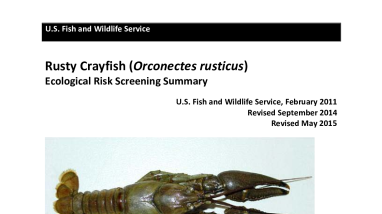 Ecological Risk Screening Summary - Rusty Crayfish (Orconectes rusticus) - High Risk
