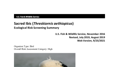 Ecological Risk Screening Summary - Sacred Ibis (Threskiornis aethiopicus) - High Risk