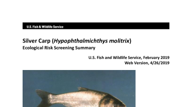 Ecological Risk Screening Summary - Silver Carp (Hypophthalmichthys molitrix) - High Risk