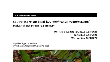 Ecological Risk Screening Summary - Southeast Asian Toad (Duttaphrynus melanostictus) -High Risk