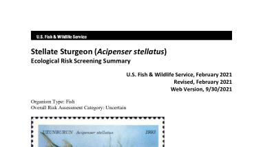 Ecological Risk Screening Summary - Stellate Sturgeon (Acipenser stellatus) - Uncertain Risk