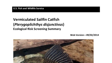 Ecological Risk Screening Summary - Vermiculated Sailfin Catfish (Pterygoplichthys disjunctivus) - High Risk