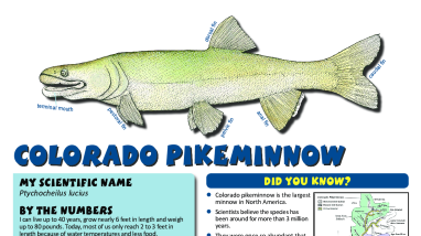 Fish Need to Move! Learning About Fish Migration - Colorado Pikeminnow