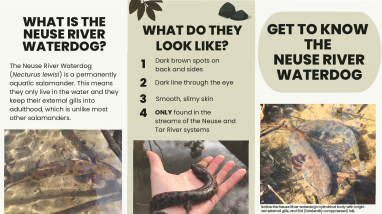 Neuse River waterdog pamphlet
