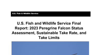 2023 Peregrine Falcon Status Assessment, Sustainable Take Rate, and Take Limits