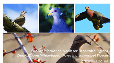 Band-tailed Pigeons, Zenaida Doves, White-tipped Doves, and Scaly-naped Pigeons, A Funding Strategy