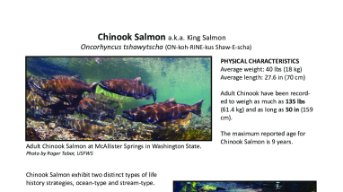Salmon Factsheet and Activities