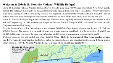 Edwin B. Forsythe NWR: Wildlife Drive Self-Guided Tour