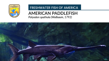 Freshwater Fish of America - American Paddlefish