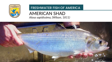 Freshwater Fish of America - American shad