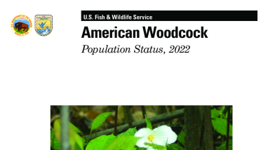 American Woodcock Population Status, 2022