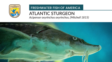 Freshwater Fish of America - Atlantic sturgeon