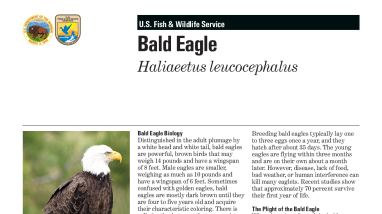 Bald Eagle Fact Sheet