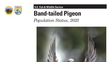 Band-tailed Pigeon Population Status, 2023