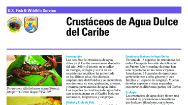 Crustáceos de Agua Dulce del Caribe