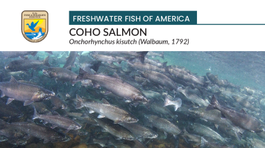 Freshwater Fish of America - Coho salmon