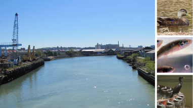 Gowanus Canal NRDA