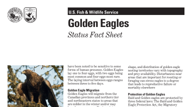 Golden Eagle Fact Sheet
