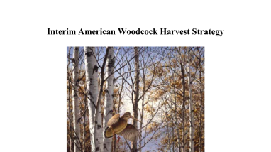Interim American Woodcock Harvest Strategy