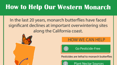 How to Help Our Western Monarch Infographic