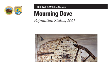 Mourning Dove Population Status, 2023