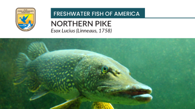 Freshwater Fish of America - Northern pike