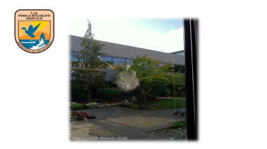 Reducing Bird Collisions with Buildings and Building Glass Best Practices