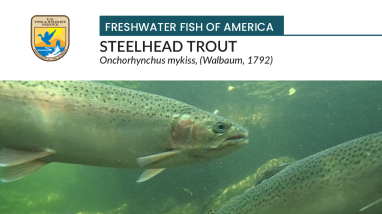 Freshwater Fish of America - Steelhead trout