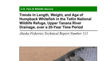 Trends in Length, Weight, and Age of Humpback Whitefish in the Tetlin National Wildlife Refuge, Upper Tanana River Drainage, over a 20-Year Time Period.pdf