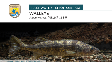 Freshwater Fish of America - Walleye