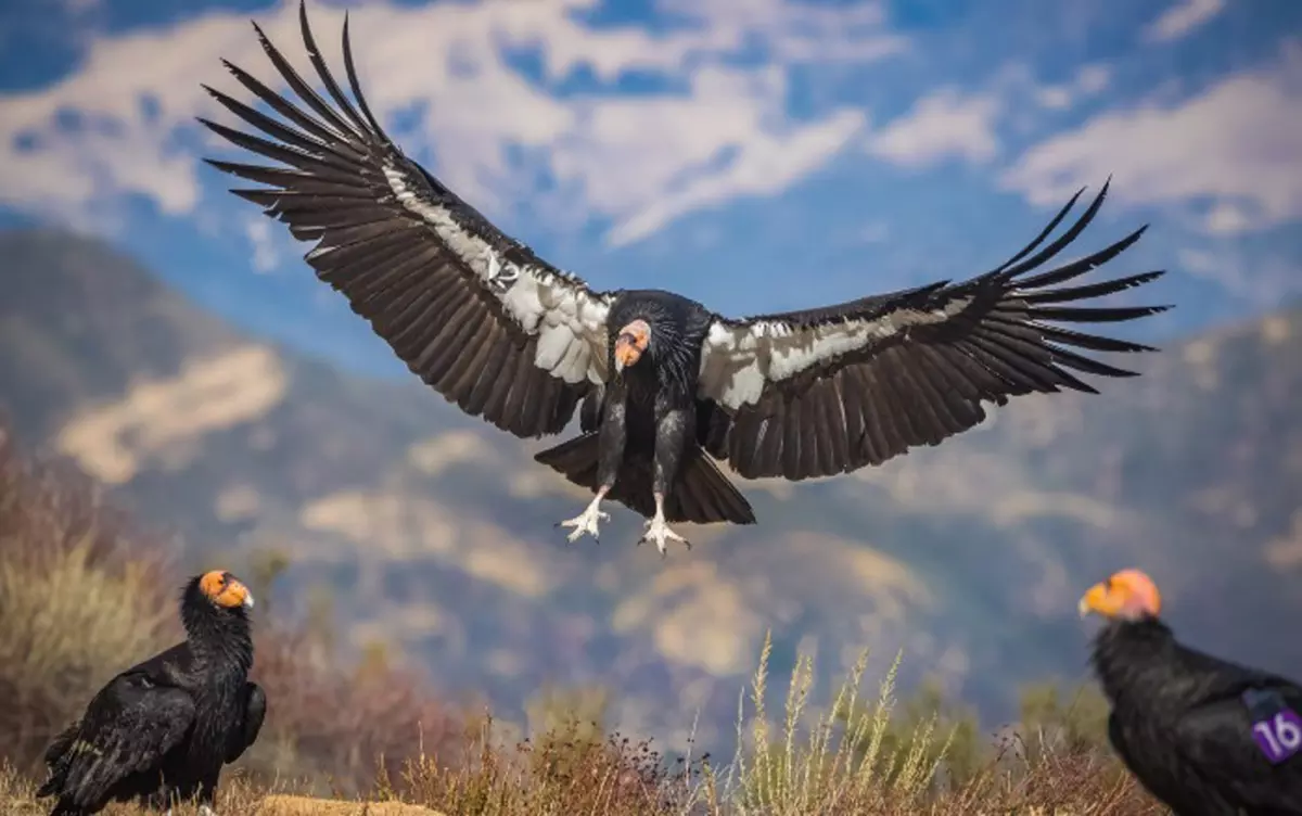 Extremely rare California condor killed in southwest Colorado. Wildlife officials offer reward