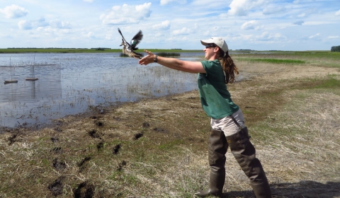 Image of a duck being released by a banding technician